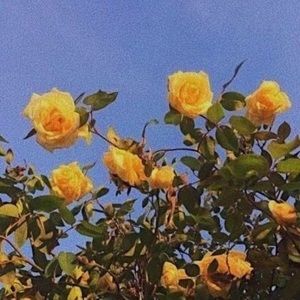 Meet your Posher, Viviana